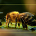 makro.méhecske