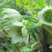 Völgycsillag Astrantia major