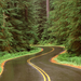 Lush Winding Road, Olympic National Park, Washington