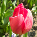 tulipánok2