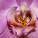 IMG 0493 (orchidea)