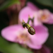 IMG 0490s (orchidea)