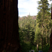 Album - Sequoia Park, Kings Canyon
