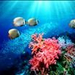 Redtail or Collared Butterflyfish Swimming Over Coral Reef thumb