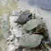 Miskolci Vadaspark-ékszer teknősök