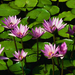 Water lilies