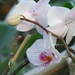 Orchidea virágzás 4