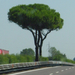 tree on the highway