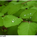 Drops and Leafs