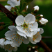 Cseresznyefa virágok csodák)