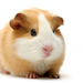 guinea-pig---tan