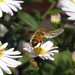 szorgos méh