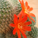 Kaktusz virága