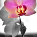 orchidea másképp