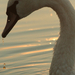 Hattyú a tavon-Swan on the Lake