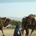 Afghan Nomads in Pakistan