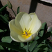 tulipán, napfény csapda