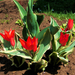 tulipán, törpikék