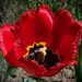 tulipán, nyitott piros