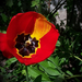 tulipán, piros melírozva