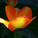 tulipán, sziromfény
