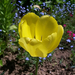 tulipán, és egyéb szinek