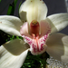 orchidea, imádkozó arab