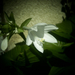 árnyékliliom, az első virágja nyílik