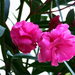 leánder, rózsaszín bimbó és virágok
