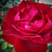 rózsa, vörösbehajló