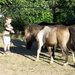 állatok, Dominik és a lovak