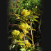 mahónia, a fényeslevelű virága