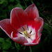 tulipán, a nyitott