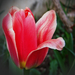 tulipán, az elsők egyike 2009