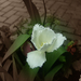 tulipán, fehér, rojtos szegéllyel