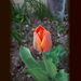 tulipán, hamvas bimbó