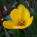 tulipán, komplett sárga