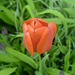 tulipán, laza narancsszínű