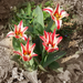 tulipán, piroscsíkosak