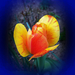 tulipán, pirossal csíkozott sárga