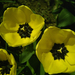 tulipán, poros sárga