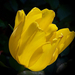 tulipán, sárga belül világosabban