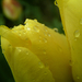tulipán, vízhatlan sárga 1