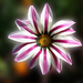 záporvirág, fehér-lilával szürketövű