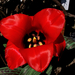 tulipán, egy csillogó piros