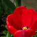tulipán, piros-piros cirmos