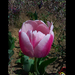 tulipán, rózsaszínű