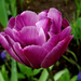 tulipán, teljes lila