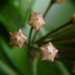 viaszvirág, fejlődő bimbók (ODYS)