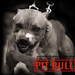 Pit Bull